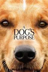 A Dogs Purpose